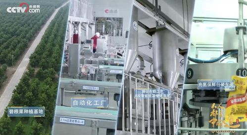 洽洽入選品牌信用建設典型案例，信息技術服務助推民族品牌發展